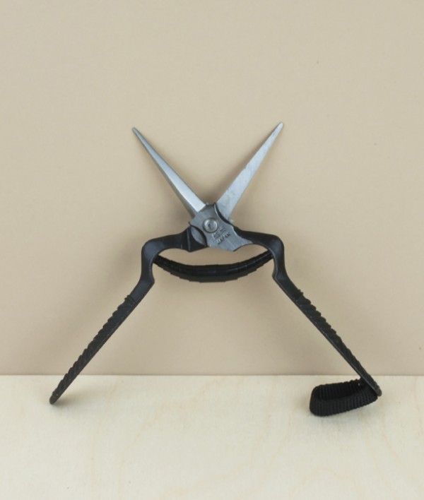 Japanese rose and thinning shears