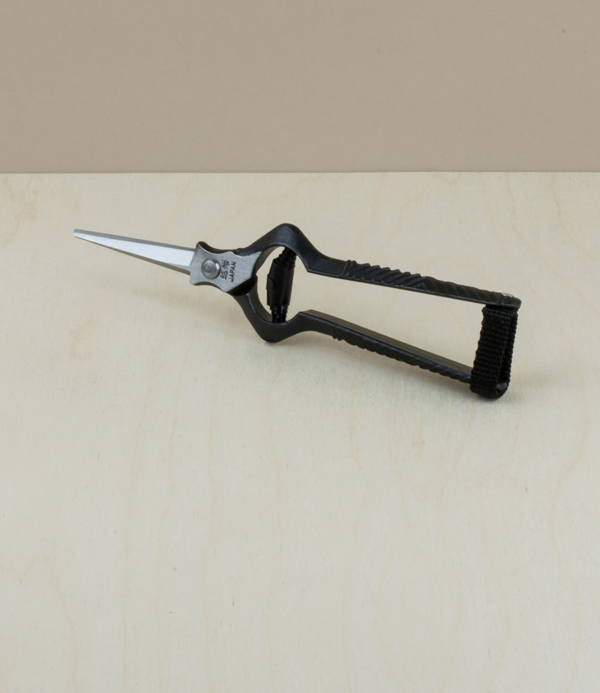 Japanese rose and thinning shears