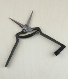 Japanese rose and thinning shears