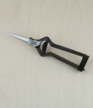 Japanese rose and thinning shears