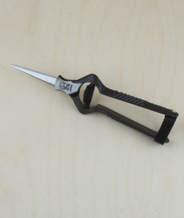 Japanese rose and thinning shears